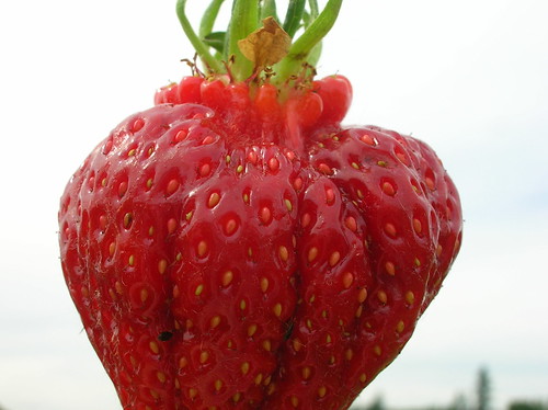 strawberry picking on Sauvie Island