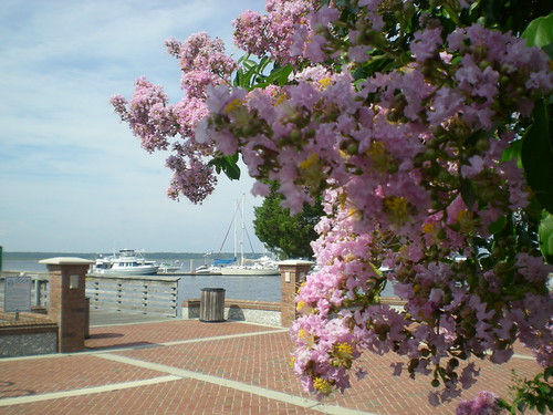 Boats and Flowers