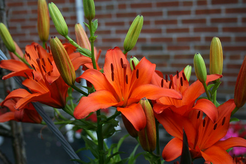 Orange tiger Lilies 3
