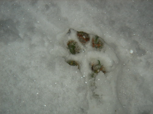 Snow paw print