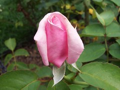 rosebud pink