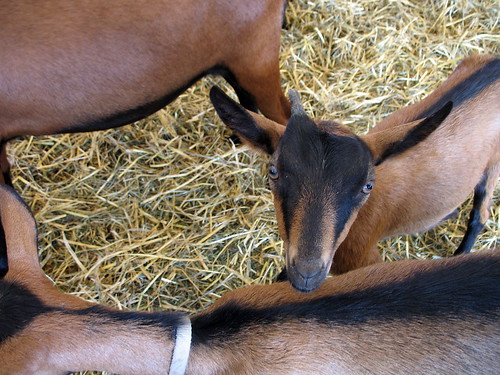 Nubian goats at the fair