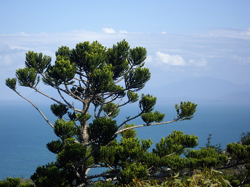 Hoop Pine (Araucaria Cunninghamii variant Glauca)