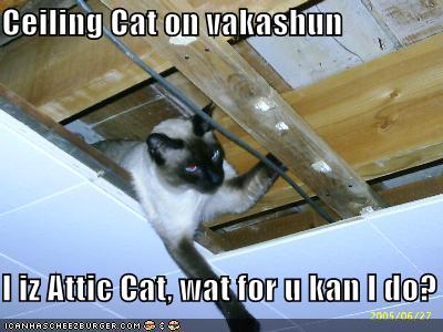 attic cat