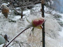 Another frozen rosebud