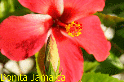 Bonita Jamaica Flowers 400