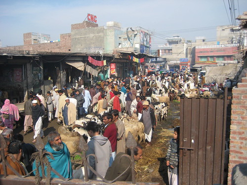 Goat Market/Bakra Mandi Lahore