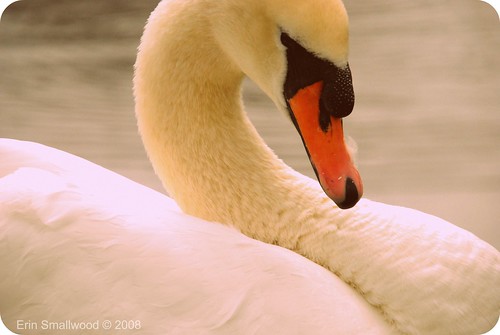 Swan retro 2