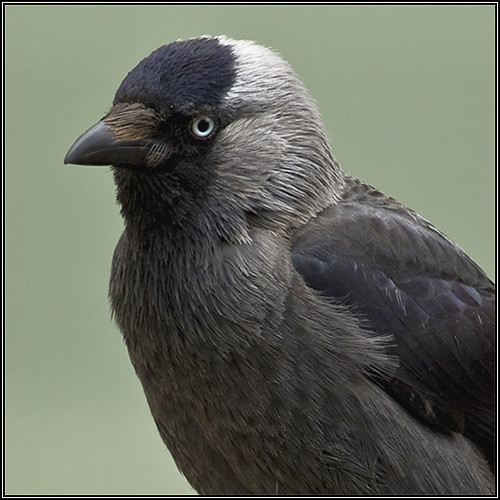 Jackdaw picture