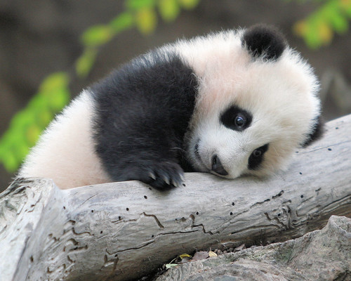  Cute baby panda Zhen Zhen 
