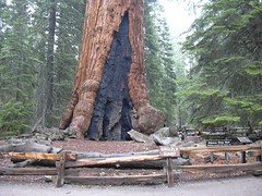 Grizzly Giant, Mariposa Grove, Yosemite