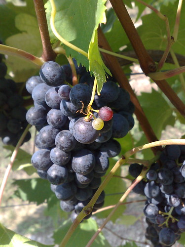 grapes, selva capuzza, italy