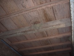 土間の天井にツバメの巣