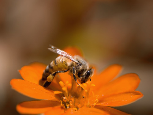 Yet another bee on flower by Joel  Olives.