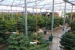 Priory Farm Christmas Tree Land #2
