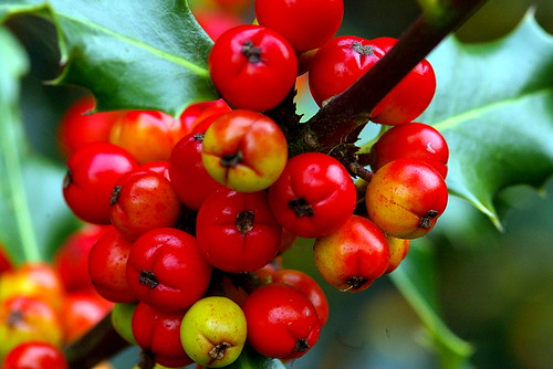 holly berrys
