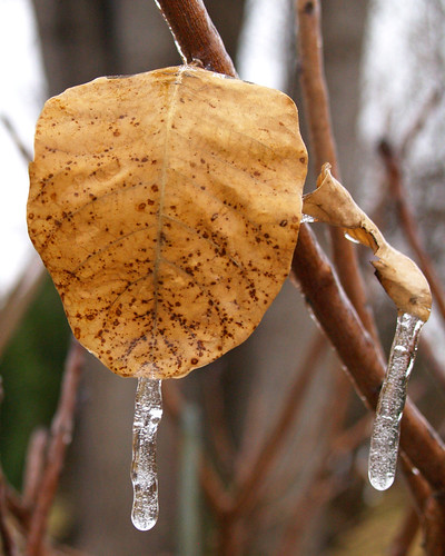 Icy Leaf