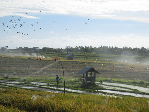 Rice Fields of Bali