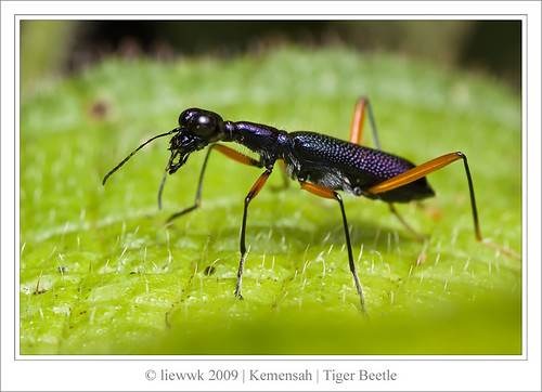 2.12 Tiger Beetle ... 長頸虎甲蟲 Neocollyris lformasana