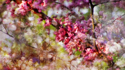 wallpaper spring hd. layers of Spring HD video