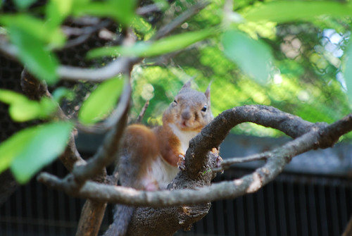 ウインクするニホンリス（winking Japanese Squirrel）