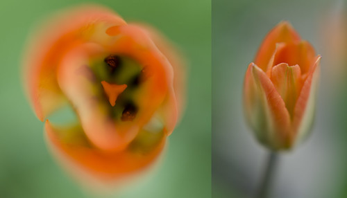 136:365 Tulip macro dippy