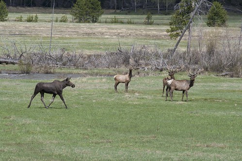 moose-and-elk_3