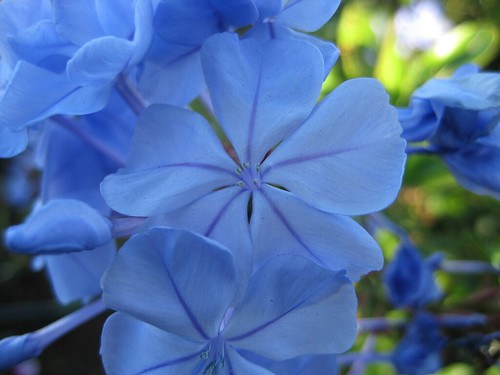 Blue Flower on Maui (Substance D Scanner Darkly Flower heh) by WidgetPhreak.