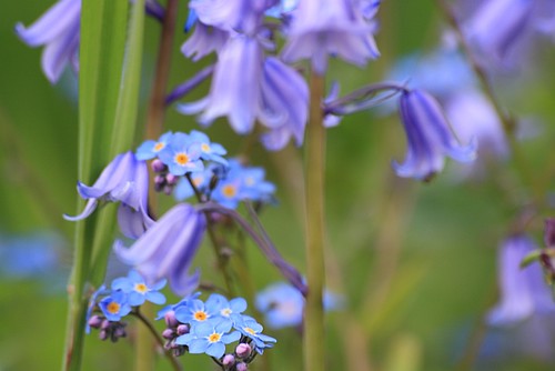 Bluebells and Forget Me Nots in the May Garden