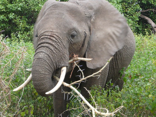 Elefante comiendo espinas Tanzania