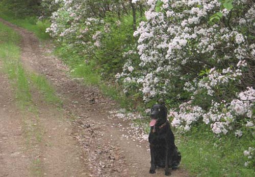 Ben - black Labrador Retriever