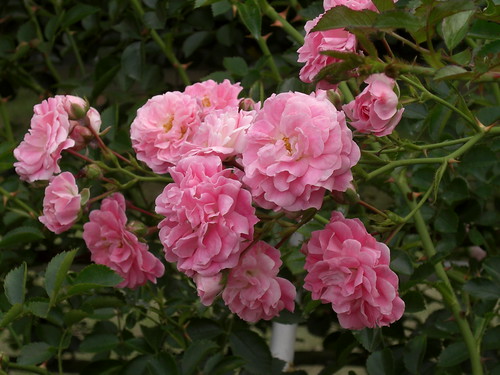 薔薇（ドロシー　パーキンス）＠旧古河庭園