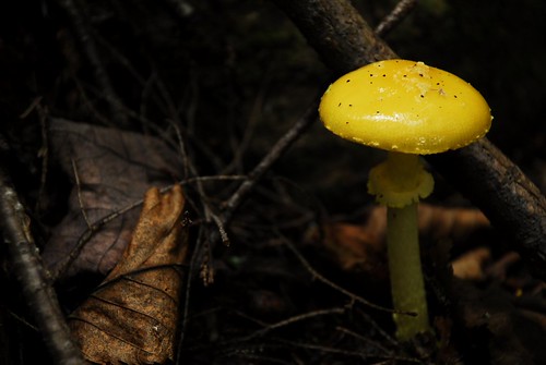 Yellow Mushroom Kind of Day