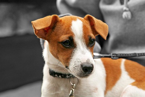 Murphy - Jack Russell Terrier