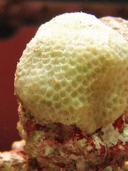 white coral