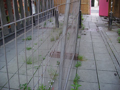 weeds growing by the now-closed pub 'The Trafalgar' (flickr)