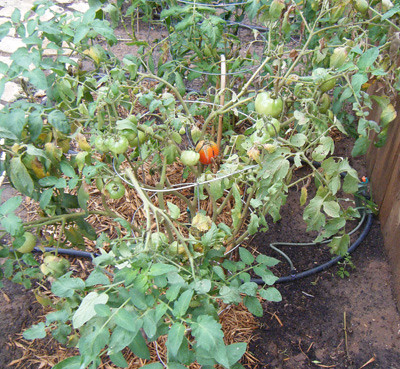 Tomatoes Growing Pictures