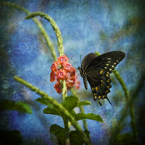 Monet's Butterfly