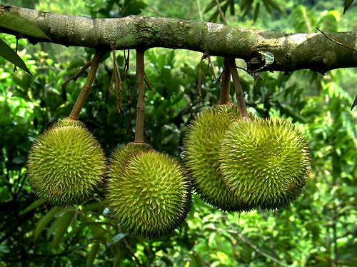 durian_malaysia