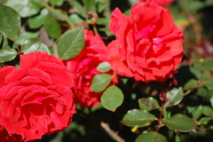 Exposition Rose Garden