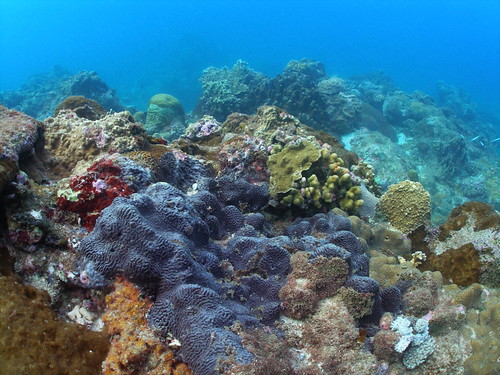 TEIA - 台灣環境資訊協會 拍攝的 綠島的黑皮海綿爆發，造成許多的珊瑚死亡，是否正警告著人們該開始重視海洋污染防治與珊瑚礁保育的工作呢？。