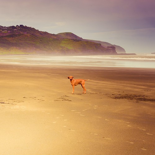 Beach / animals / dog by ►CubaGallery