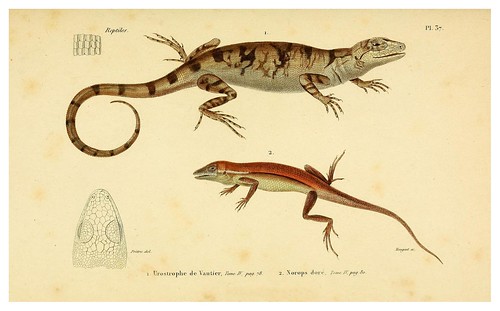 004-Erpétologie générale ou Histoire naturelle complète des reptiles 1834
