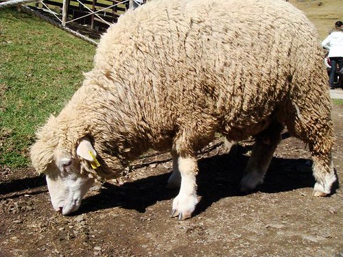 fat sheep