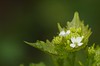 Alliaria petiolata - Look-zonder-look