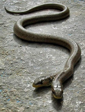 two headed snake