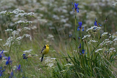Yellow bird, blue flowers