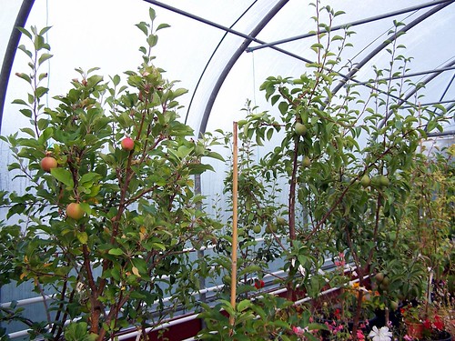 Apples and pears in the greenhouse