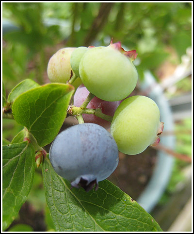 Blueberries copy