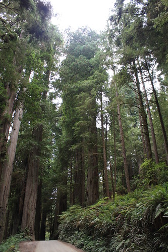 Redwood National Park On the fourth leg of our California/Oregon 'tall 